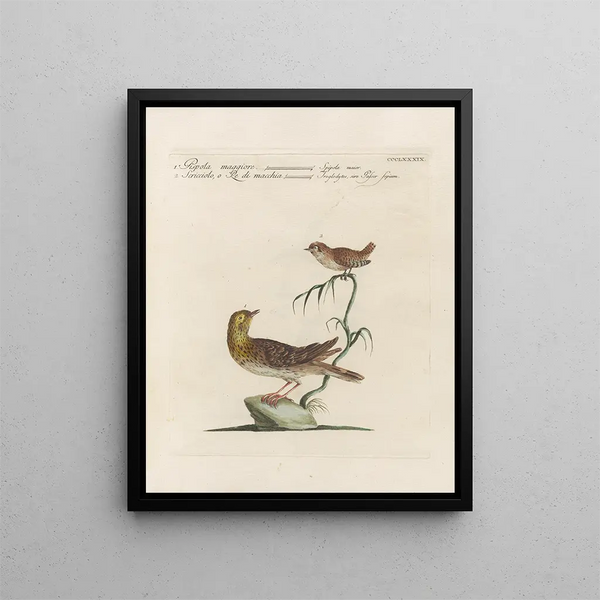 Saverio Manetti - Ornithologia methodice digesta Pl371.webp
