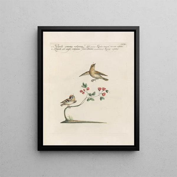 Saverio Manetti - Ornithologia methodice digesta Pl372.webp