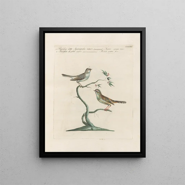 Saverio Manetti - Ornithologia methodice digesta Pl375.webp