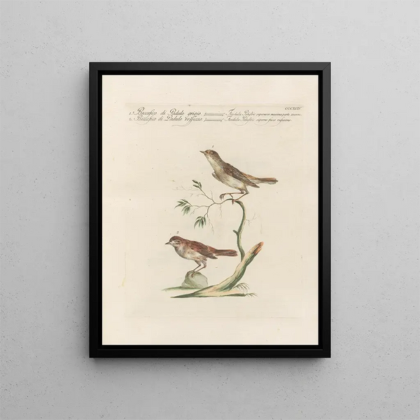 Saverio Manetti - Ornithologia methodice digesta Pl376.webp