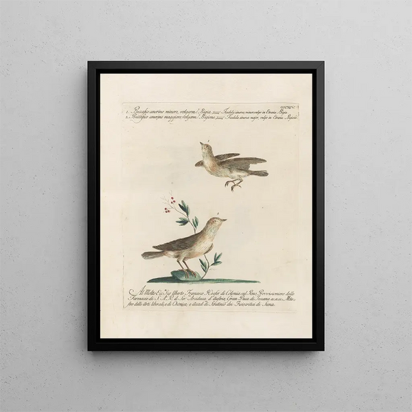 Saverio Manetti - Ornithologia methodice digesta Pl377.webp