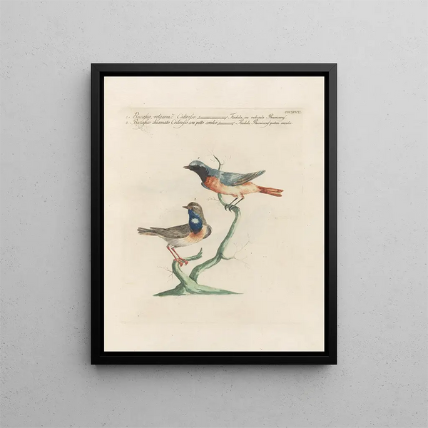 Saverio Manetti - Ornithologia methodice digesta Pl379.webp