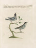 Vogelkennis systematisch geordend Pl380 - Saverio Manetti — weergave van het kunstwerk