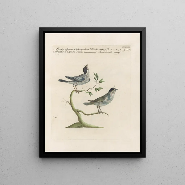 Saverio Manetti - Ornithologia methodice digesta Pl380.webp