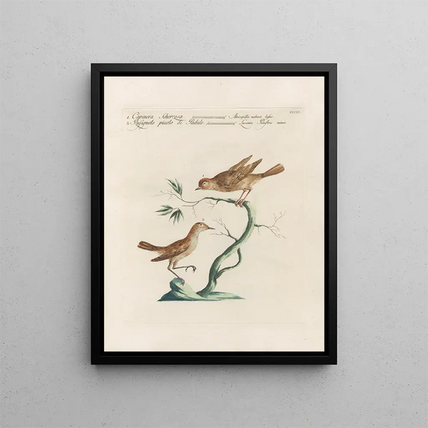 Saverio Manetti - Ornithologia methodice digesta Pl381.webp