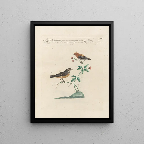 Saverio Manetti - Ornithologia methodice digesta Pl383.webp