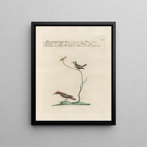 Saverio Manetti - Ornithologia methodice digesta Pl384.webp
