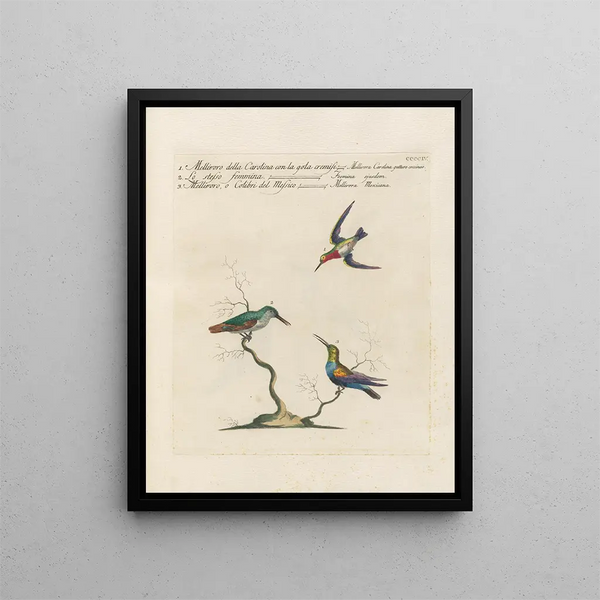 Saverio Manetti - Ornithologia methodice digesta Pl386.webp