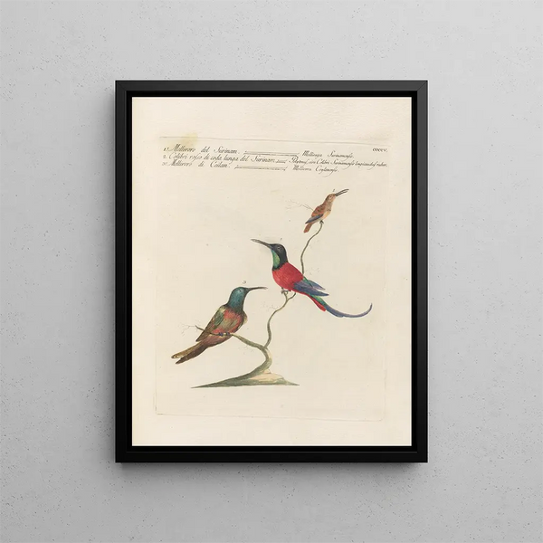 Saverio Manetti - Ornithologia methodice digesta Pl387.webp