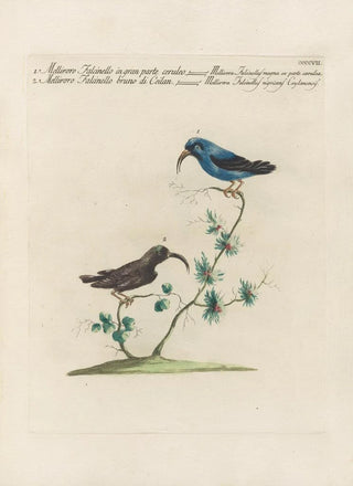 Saverio Manetti - Ornithologia methodice digesta Pl389.webp