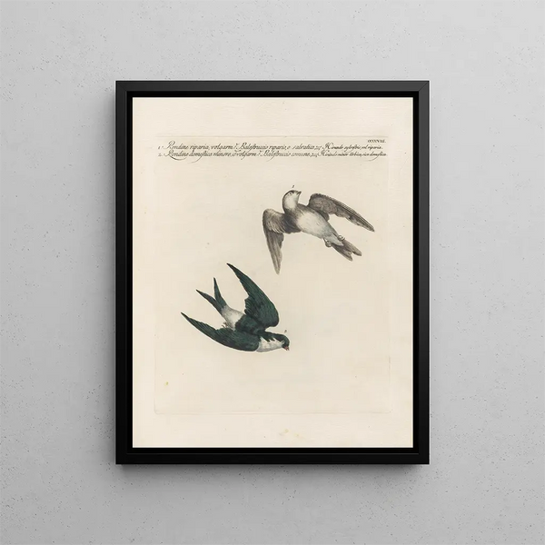 Saverio Manetti - Ornithologia methodice digesta Pl390.webp