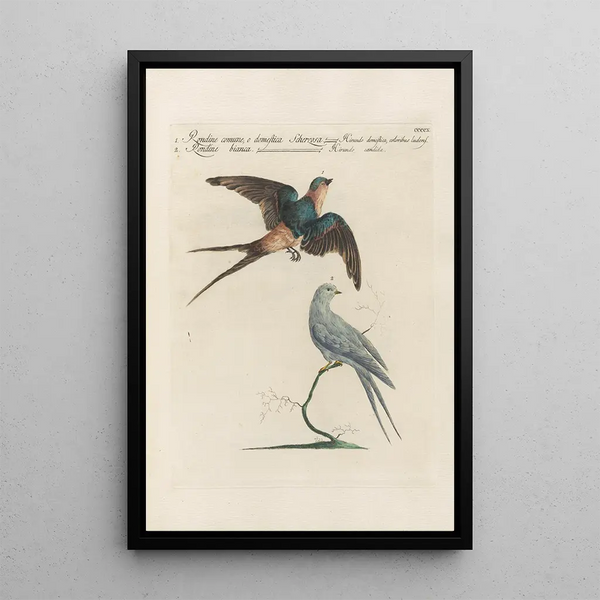 Saverio Manetti - Ornithologia methodice digesta Pl392.webp