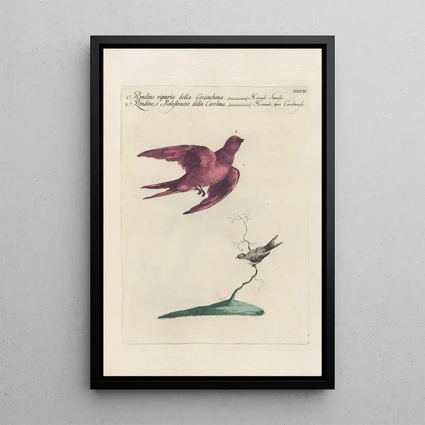Saverio Manetti - Ornithologia methodice digesta Pl393.webp
