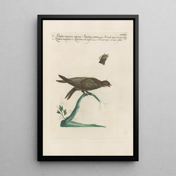 Saverio Manetti - Ornithologia methodice digesta Pl394.webp