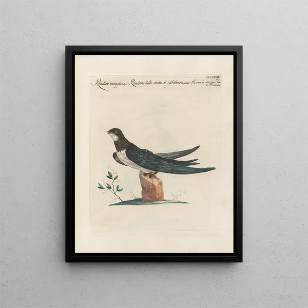 Saverio Manetti - Ornithologia methodice digesta Pl395.webp
