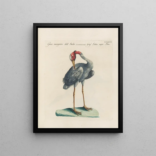 Saverio Manetti - Ornithologia methodice digesta Pl399.webp