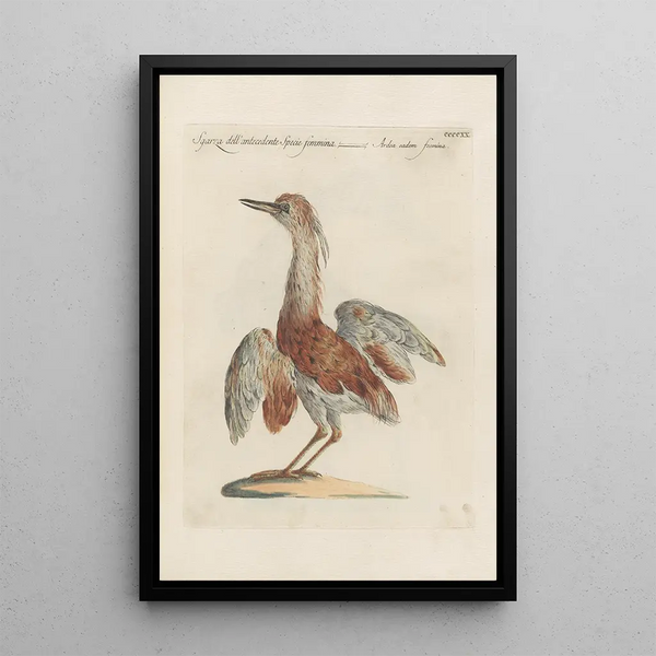 Saverio Manetti - Ornithologia methodice digesta Pl402.webp