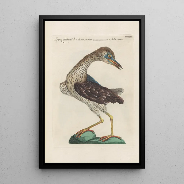 Saverio Manetti - Ornithologia methodice digesta Pl403.webp