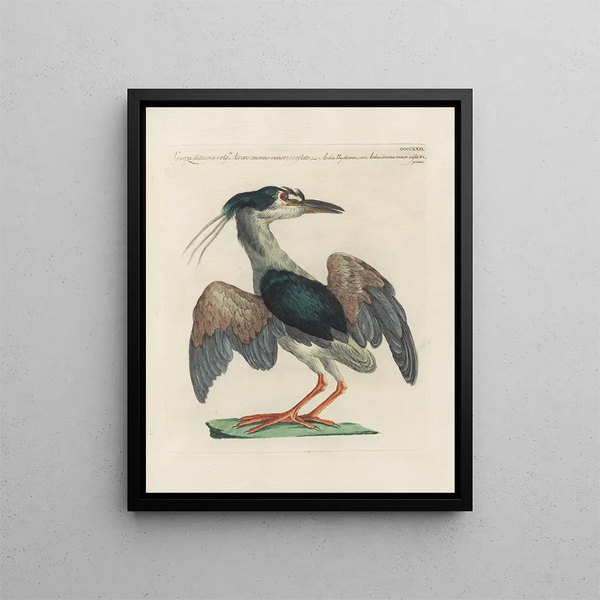 Saverio Manetti - Ornithologia methodice digesta Pl404.webp