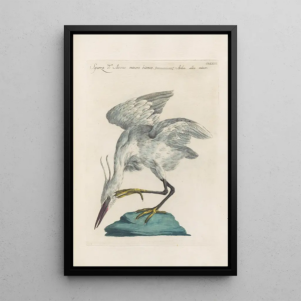 Saverio Manetti - Ornithologia methodice digesta Pl405.webp