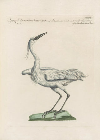 Saverio Manetti - Ornithologia methodice digesta Pl406.webp