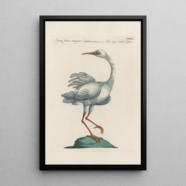 Saverio Manetti - Ornithologia methodice digesta Pl408.webp