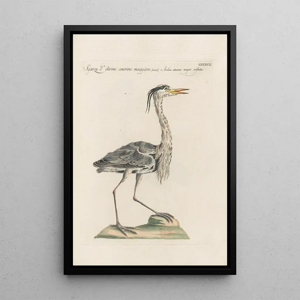 Saverio Manetti - Ornithologia methodice digesta Pl409.webp