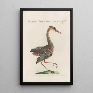 Saverio Manetti - Ornithologia methodice digesta Pl413.webp