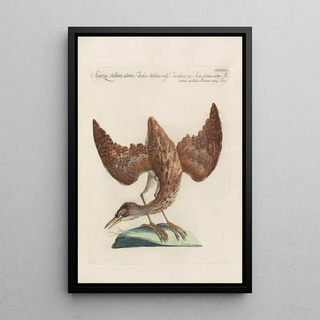 Saverio Manetti - Ornithologia methodice digesta Pl414.webp