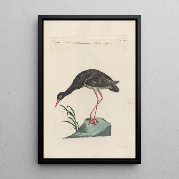 Saverio Manetti - Ornithologia methodice digesta Pl415.webp