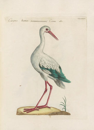 Saverio Manetti - Ornithologia methodice digesta Pl416.webp
