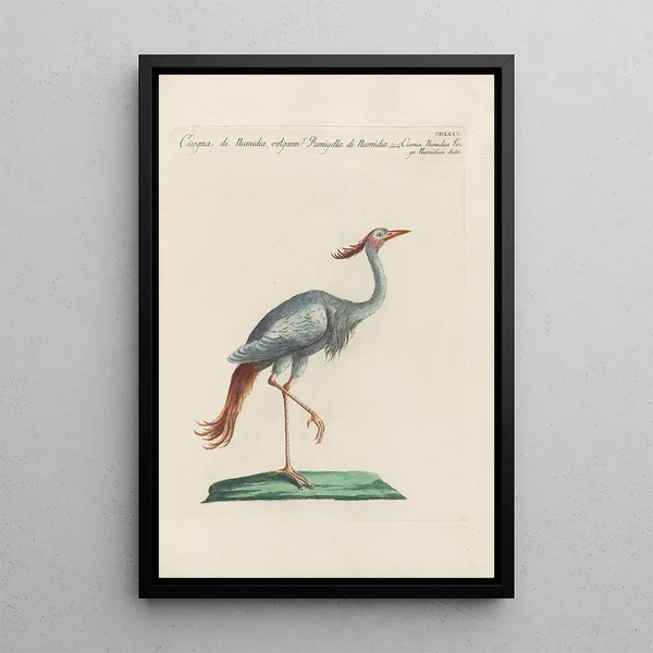 Saverio Manetti - Ornithologia methodice digesta Pl417.webp