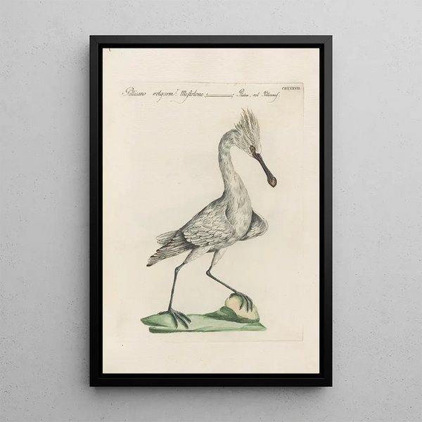 Saverio Manetti - Ornithologia methodice digesta Pl419.webp