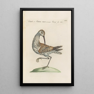 Saverio Manetti - Ornithologia methodice digesta Pl423.webp