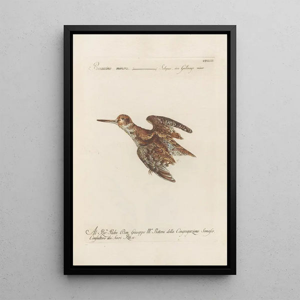 Saverio Manetti - Ornithologia methodice digesta Pl425.webp