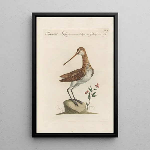 Saverio Manetti - Ornithologia methodice digesta Pl427.webp