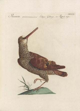 Saverio Manetti - Ornithologia methodice digesta Pl429.webp