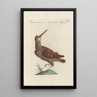 Saverio Manetti - Ornithologia methodice digesta Pl429.webp