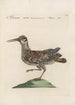 Ornithologia methodice digesta Pl432 - Saverio Manetti — weergave van het kunstwerk
