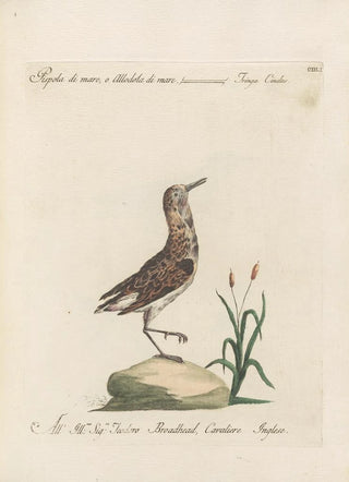 Saverio Manetti - Ornithologia methodice digesta Pl433.webp