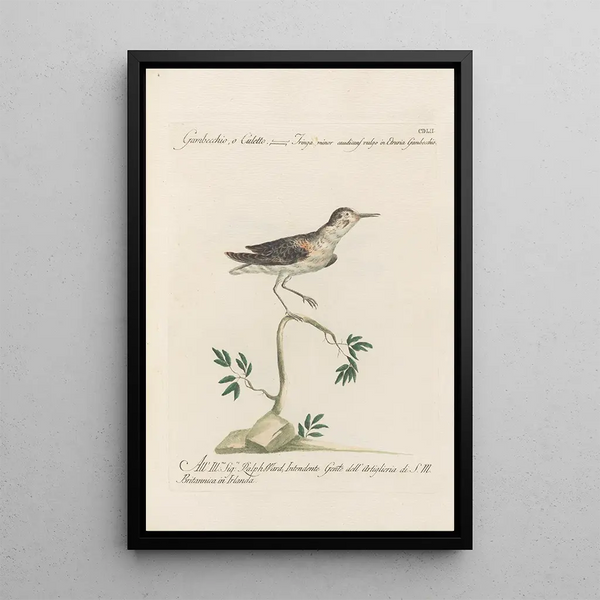 Saverio Manetti - Ornithologia methodice digesta Pl434.webp
