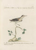 Ornithologia methodice digesta Pl434 - Saverio Manetti — weergave van het kunstwerk