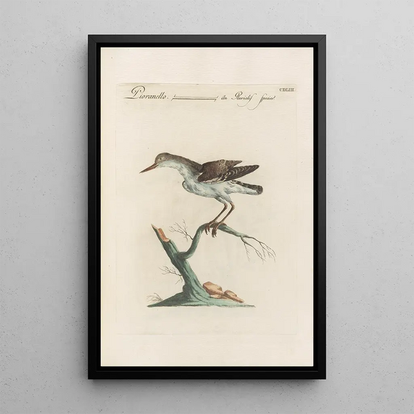 Saverio Manetti - Ornithologia methodice digesta Pl435.webp