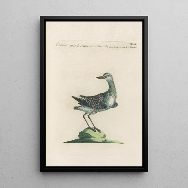 Saverio Manetti - Ornithologia methodice digesta Pl438.webp