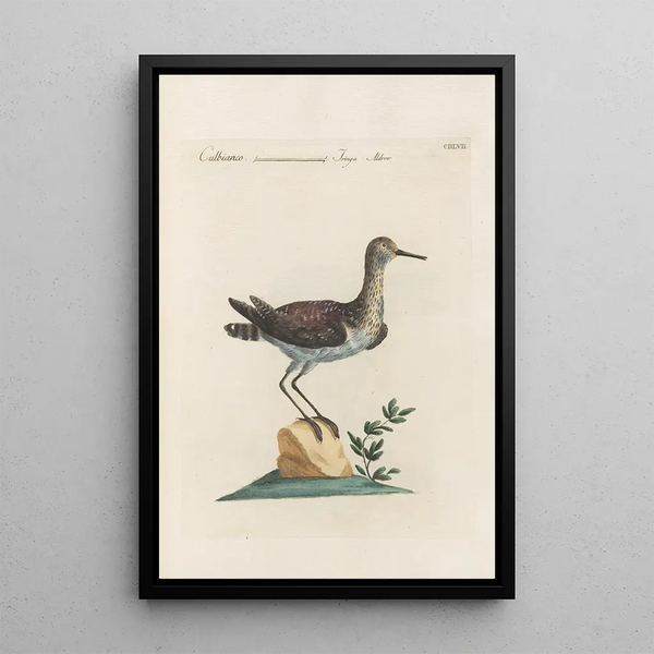 Saverio Manetti - Ornithologia methodice digesta Pl439.webp