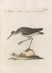 Ornithologia methodice digesta Pl440 - Saverio Manetti — weergave van het kunstwerk