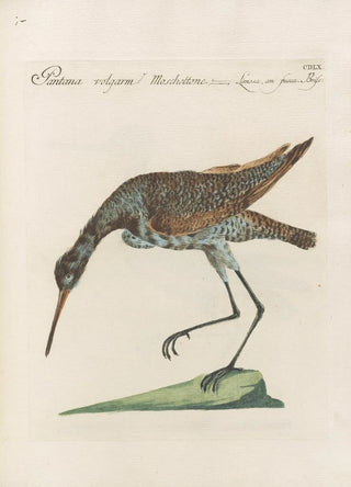 Saverio Manetti - Ornithologia methodice digesta Pl442.webp