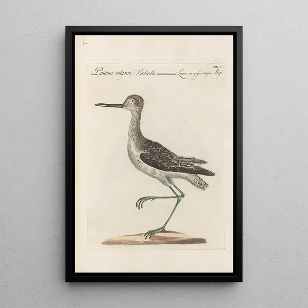 Saverio Manetti - Ornithologia methodice digesta Pl443.webp
