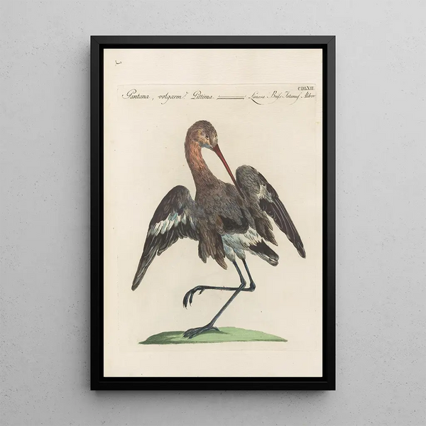 Saverio Manetti - Ornithologia methodice digesta Pl444.webp