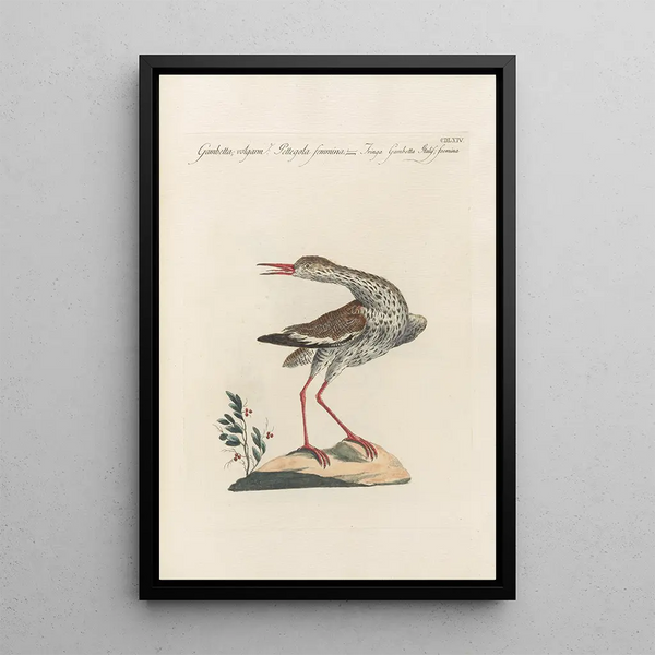 Saverio Manetti - Ornithologia methodice digesta Pl446.webp